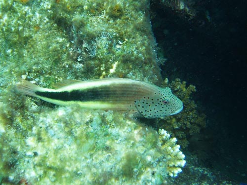 forster's hawkfish 2.jpg